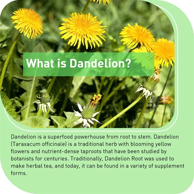 Dandelion Root Capsules - Pros - огляд і ціна Home Bathroom With Urinal